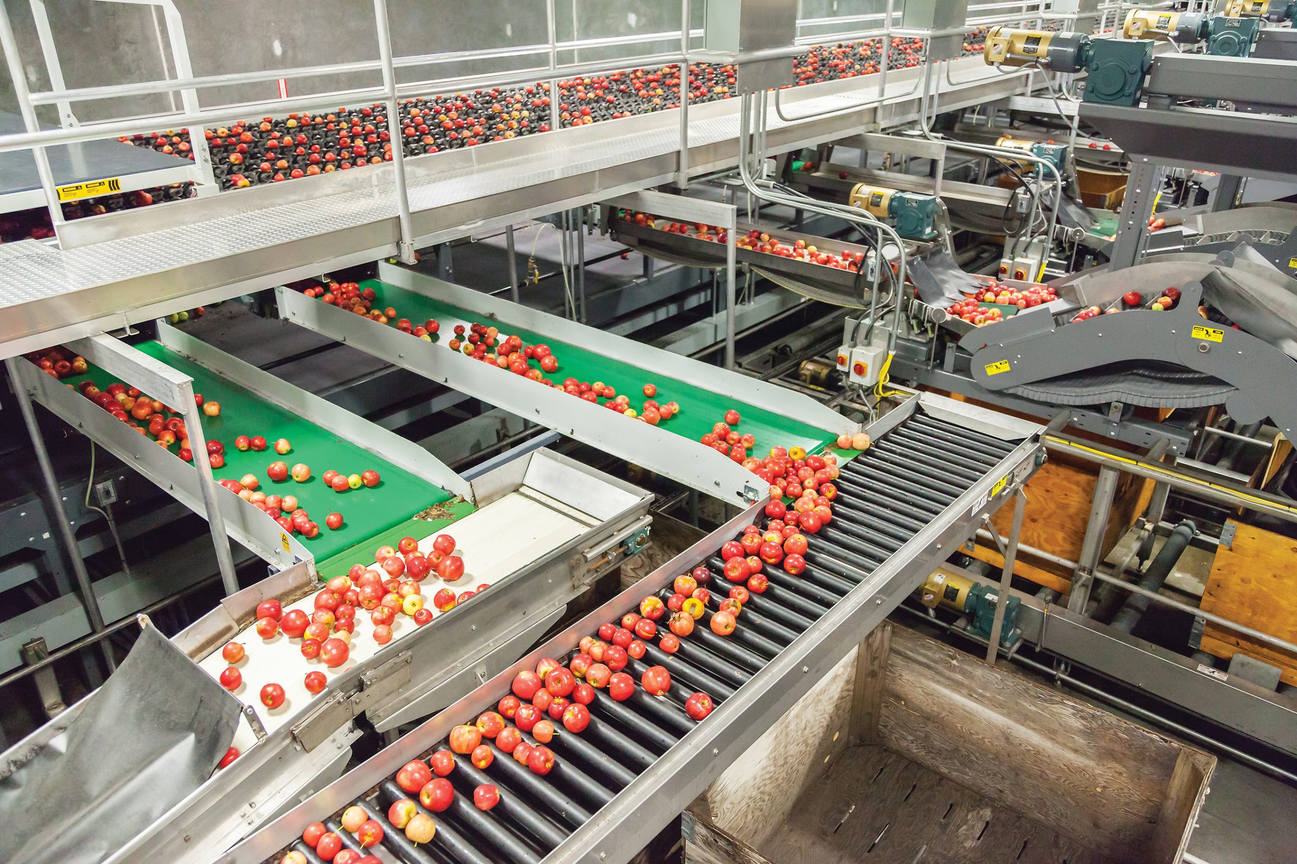Clean and fresh gala apples on a conveyor belt in a fruit packag